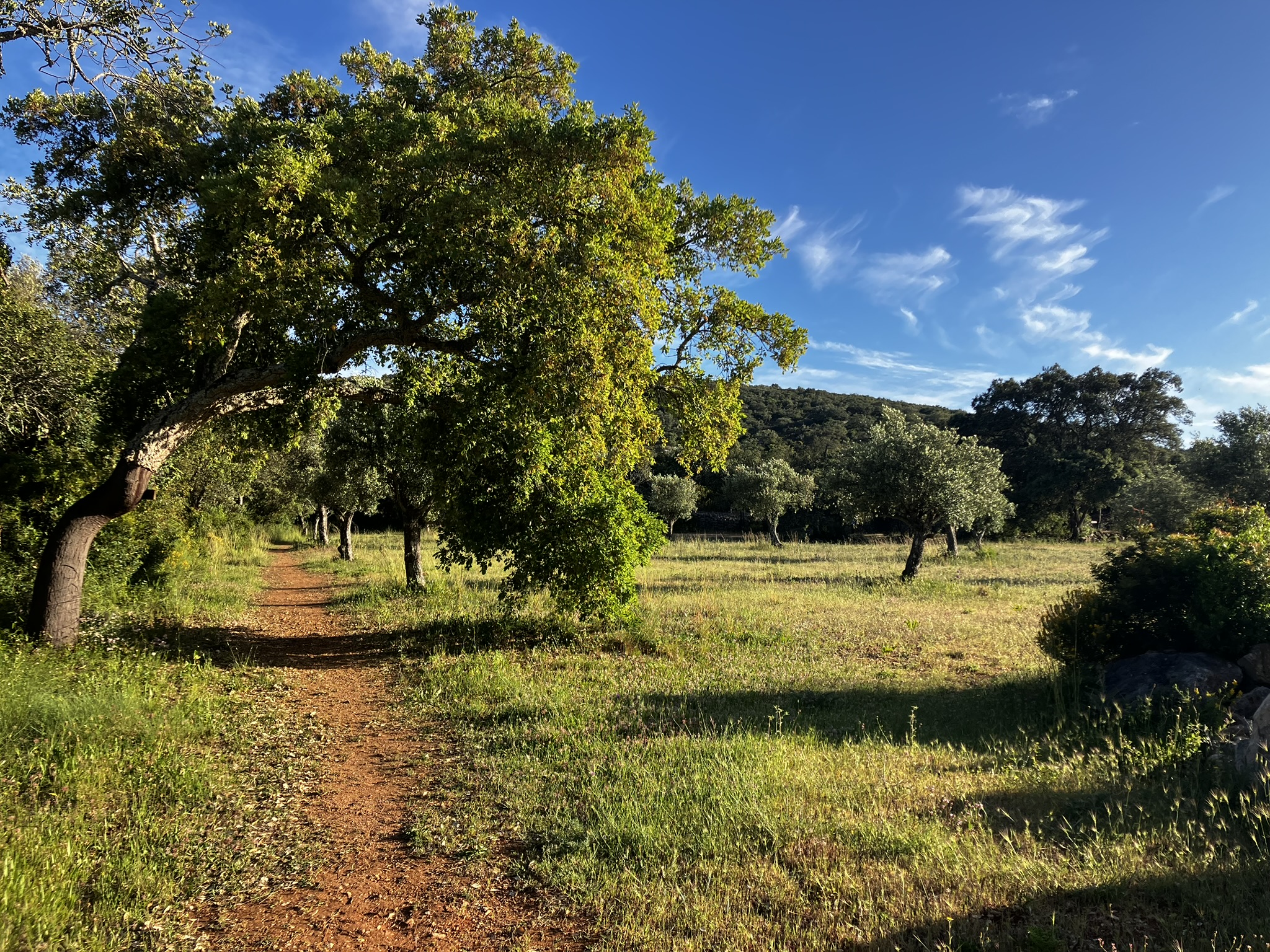 Ecopark's green area